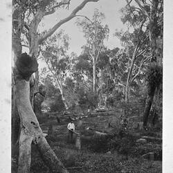 Photograph - Cutting down Red Gums, by A.J. Campbell, Echuca District, Victoria, 1892