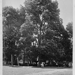 Photograph - Blackwoods, by A.J. Campbell, Dandenong Ranges, Victoria, circa 1890