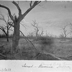 Photograph - 'Ring Box Timber, Murray Frontage', by A.J. Campbell, Riverina, New South Wales, Jun 1895