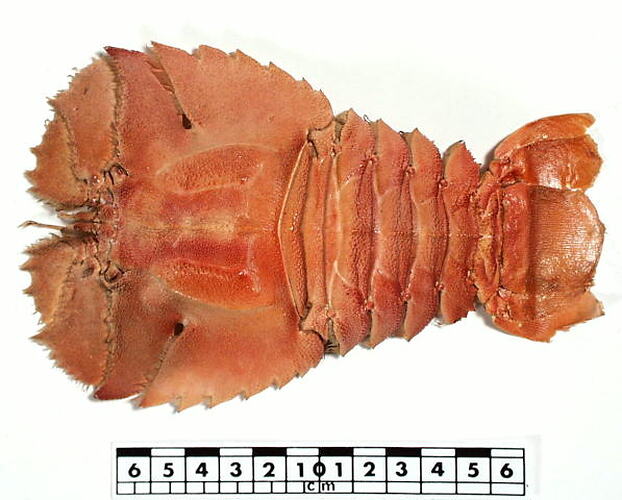 Balmain Bug specimen beside scale bar, dorsal view.