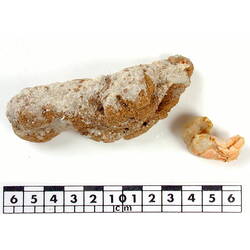 Hermit crab specimen beside scale bar with encrusted shell.