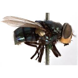 Lateral view of pinned blowlfy specimen.