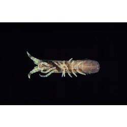 Ventral view of isopod specimen.