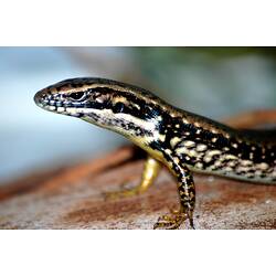 Side view of skink.