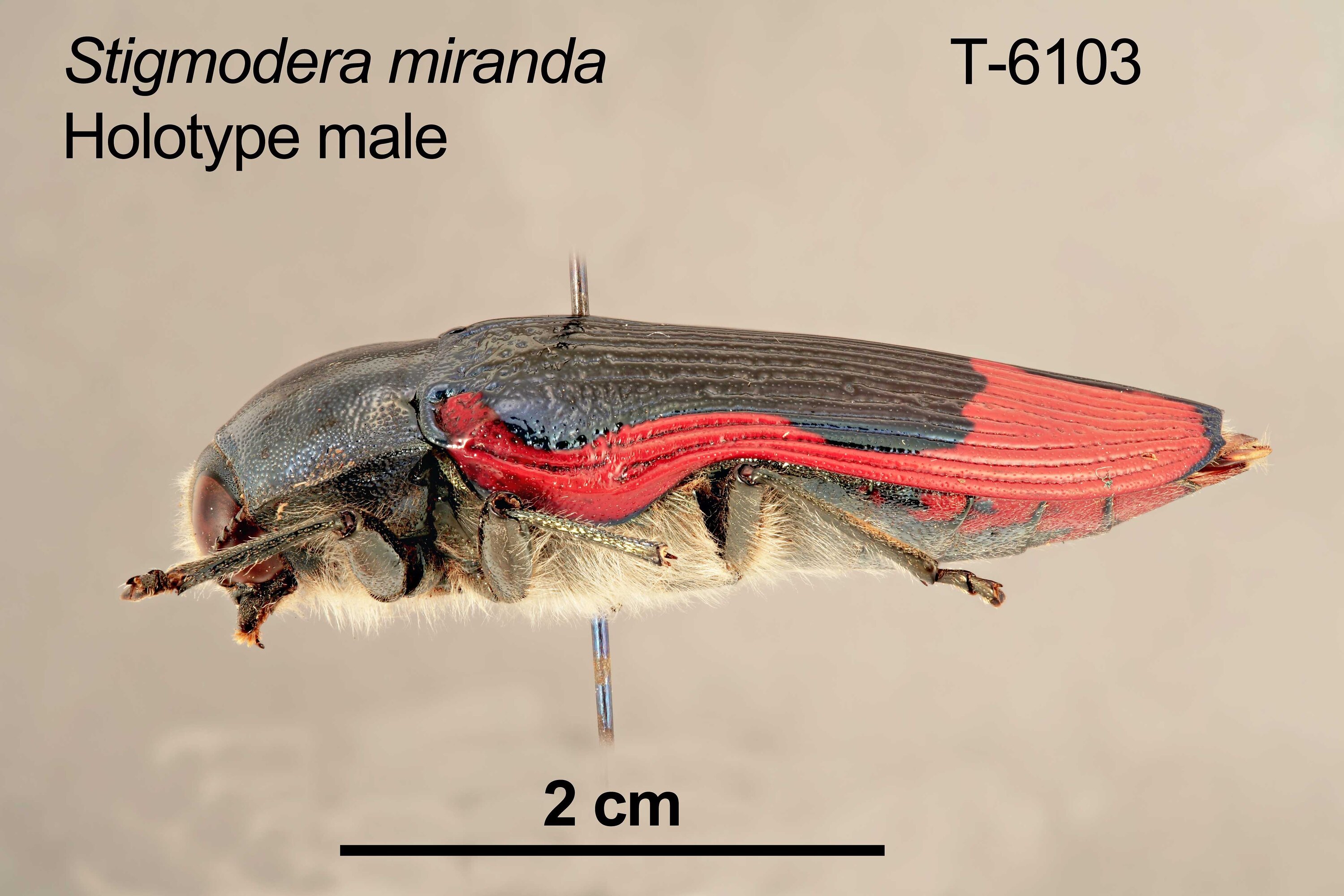 標本 Australia Stigmodera miranda 38mm Stigmodera (Themognatha