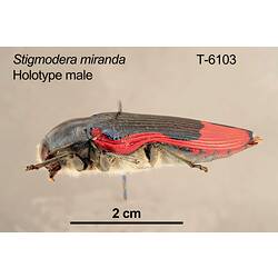 Jewel beetle specimen, male, lateral view.