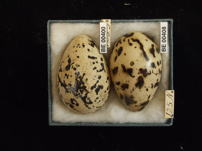 Two bird eggs with specimen labels in box.