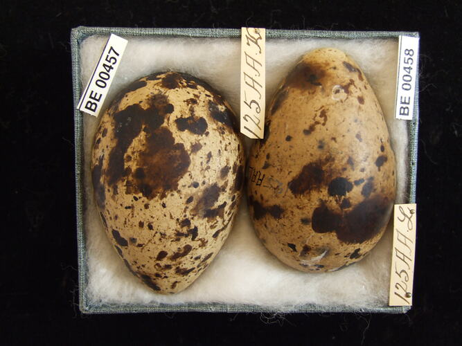 Two bird eggs with specimen labels in box.