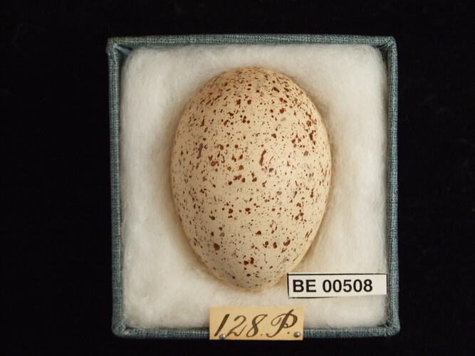 Bird egg with specimen labels in box.