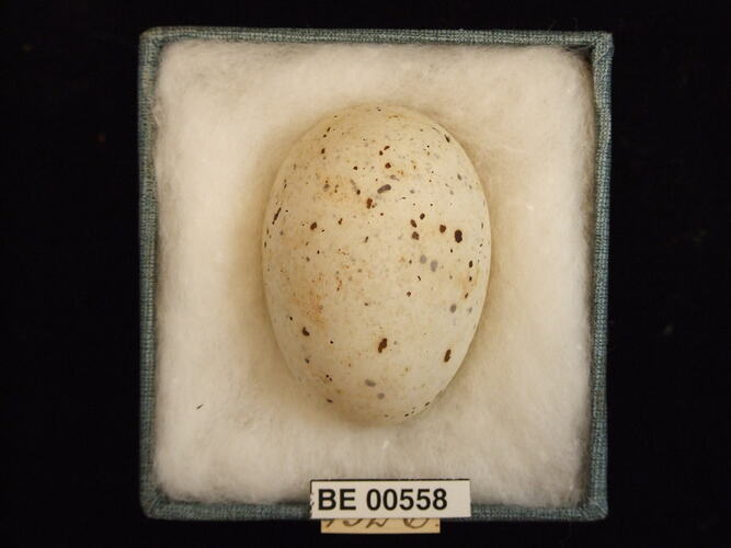 Bird egg with specimen labels in box.
