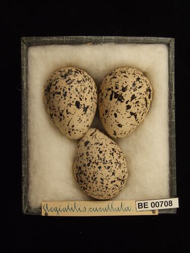 Three bird eggs with specimen labels in box.