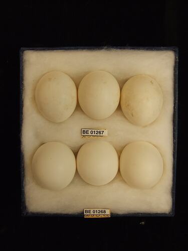 Six bird eggs with specimen labels in box.