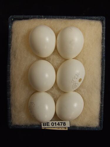 Six bird eggs with specimen labels in box.