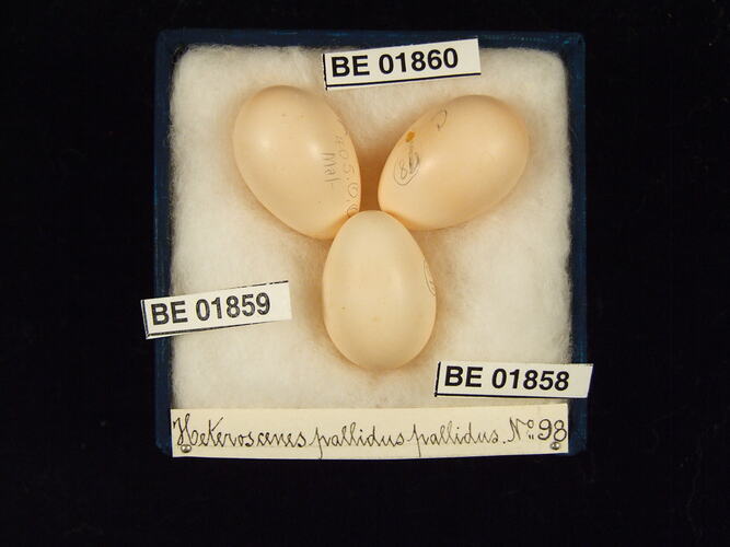 Three bird eggs with specimen labels in box.