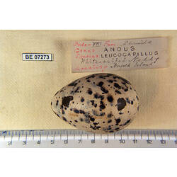 Bird egg with specimen labels beside ruler.
