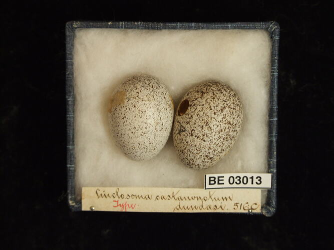 Two bird eggs in box with labels.