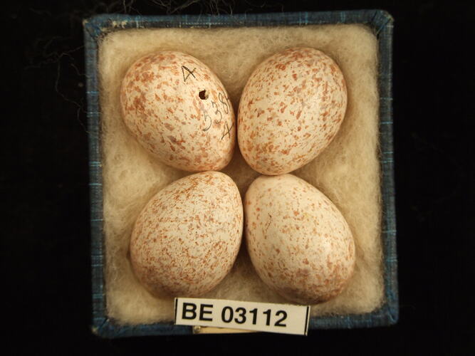 Four bird eggs in box with labels.