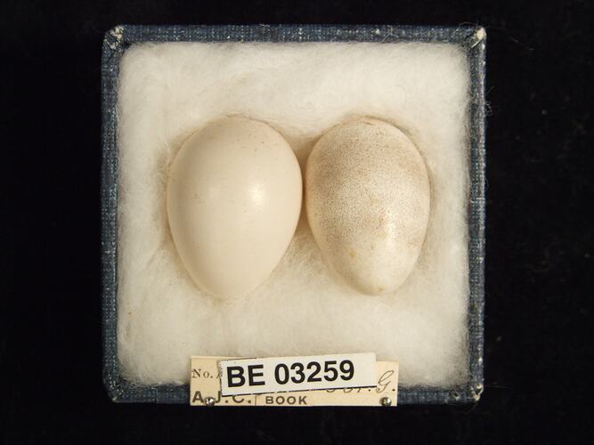 Two bird eggs in box with labels.