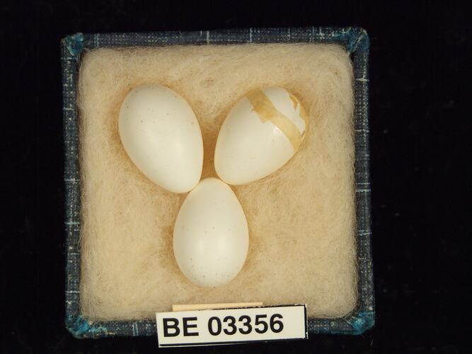Three bird eggs in box with labels.