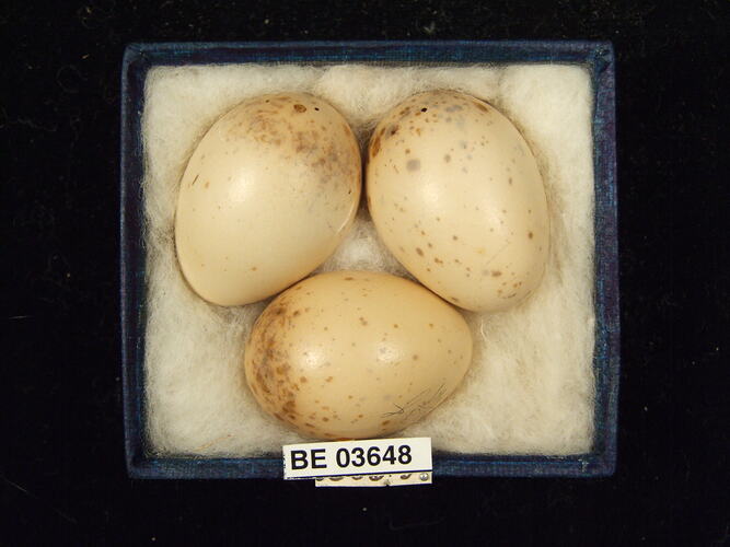 Three bird eggs in box with specimen labels.