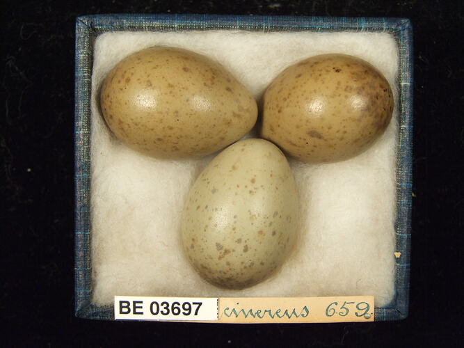 Three bird eggs in box with specimen labels.