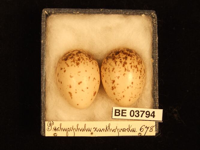 Two bird eggs in box with specimen labels.
