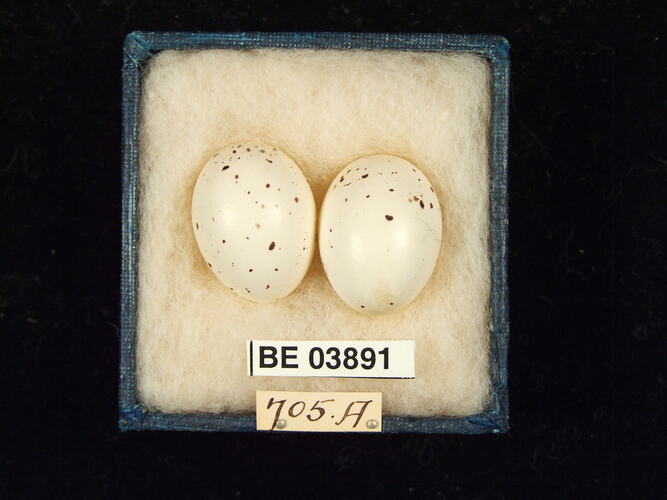 Two bird eggs in box with specimen labels.