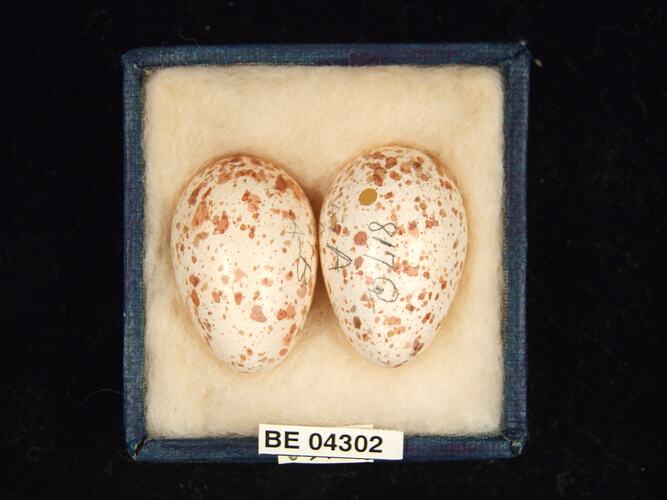 Two bird eggs in box with specimen labels.