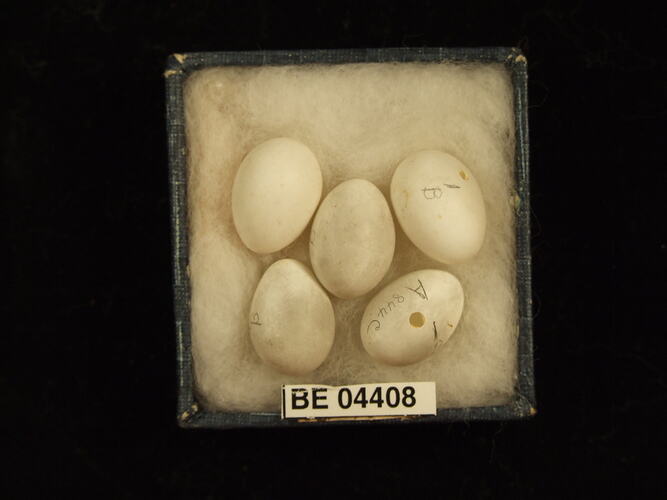 Five bird eggs in box with specimen labels.