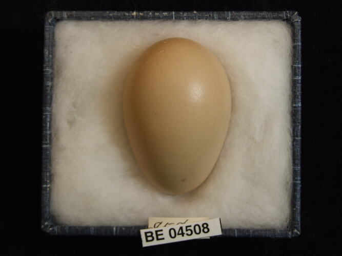 Bird egg with specimen labels in box.