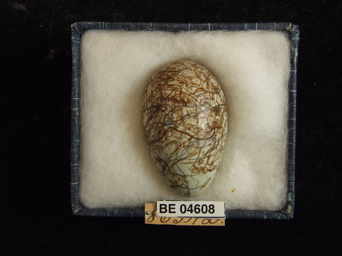 Bird egg with specimen labels in box.