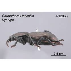 Beetle specimen, lateral view.