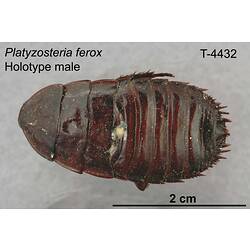 Cockroach specimen, male, dorsal view.