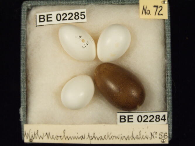 Four bird eggs with specimen labels in box.