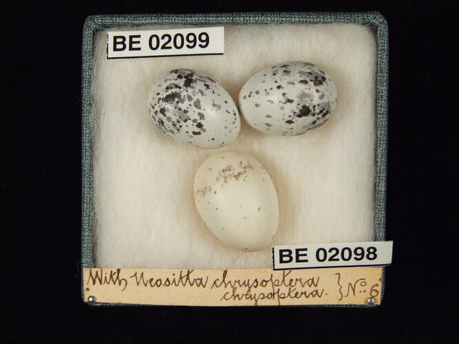 Three bird eggs with specimen labels in box.