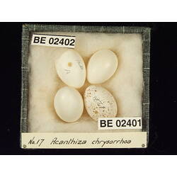<em>Chrysococcyx basalis</em>