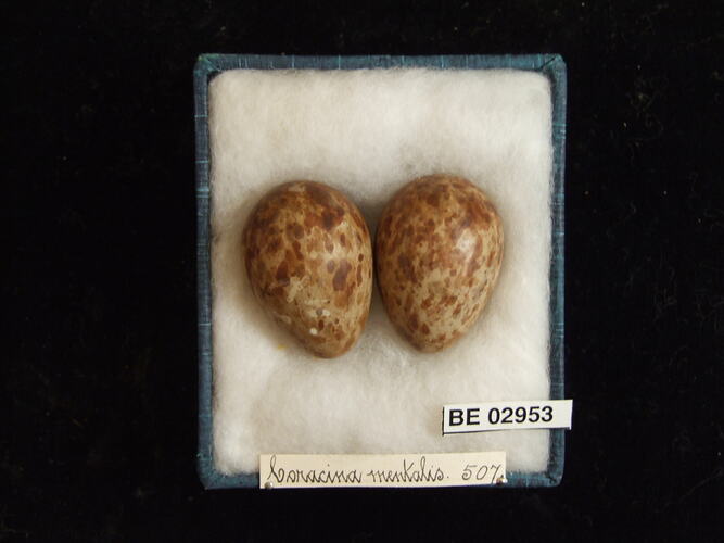 Two bird eggs with specimen label in box.