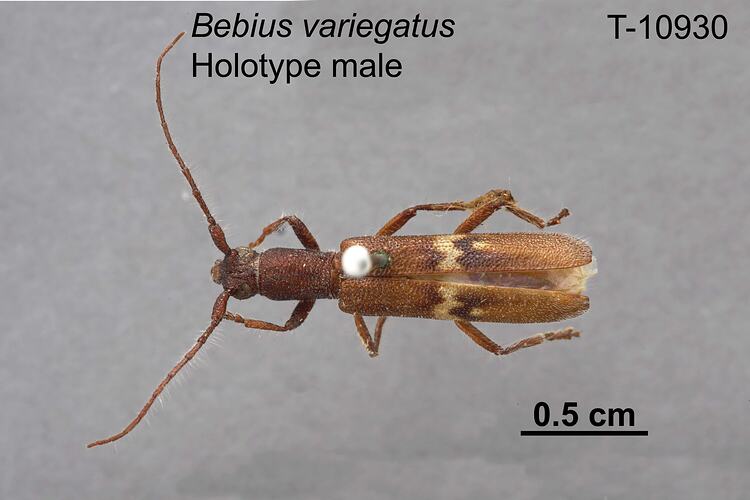 Beetle specimen, male, dorsal view.