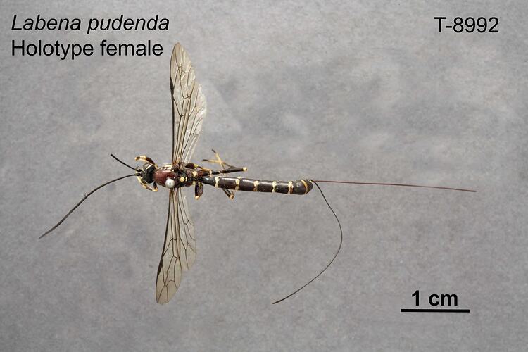 Ichneumon wasp specimen, female, dorsal view.