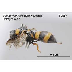 Wasp specimen, male, lateral view.