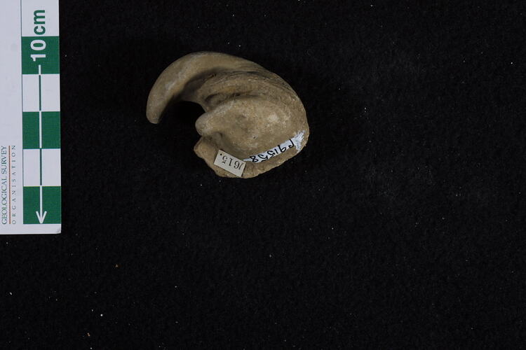 <em>Chama cornucopia</em>, fossil clam.  Registration no. P 91558.