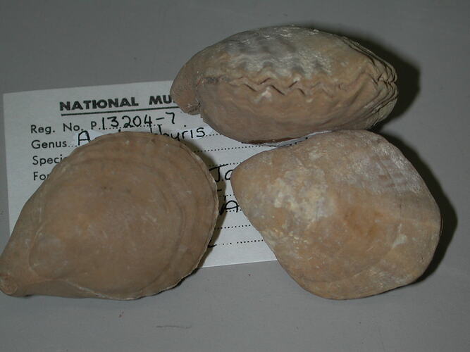 Three brachipod fossils on specimen label.