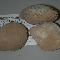 <em>Magellania garibaldiana</em> (Davidson, 1862)