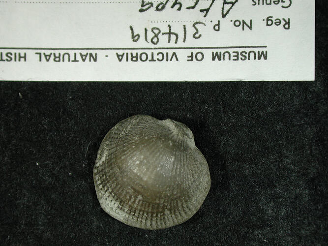 Fossil brachiopod beside hand written label.