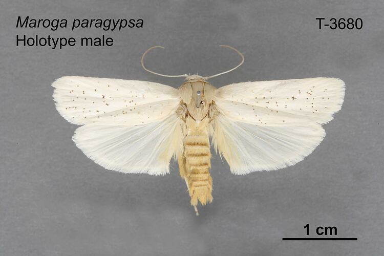 Moth specimen, male, dorsal view.