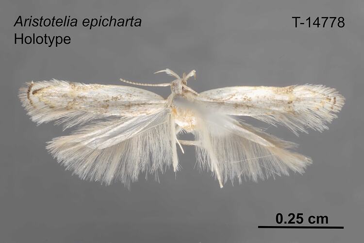 Moth specimen, dorsal view.