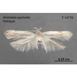Moth specimen, dorsal view.