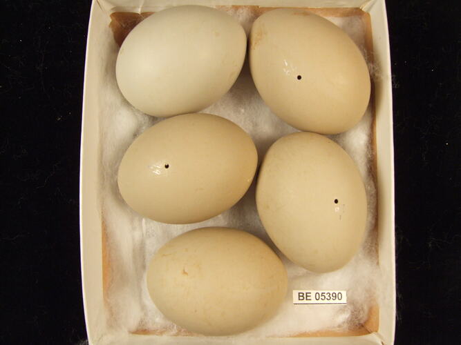 Five bird eggs with specimen label in box.