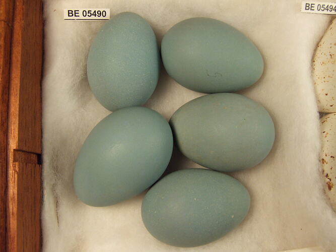 Five bird eggs with specimen label in box.