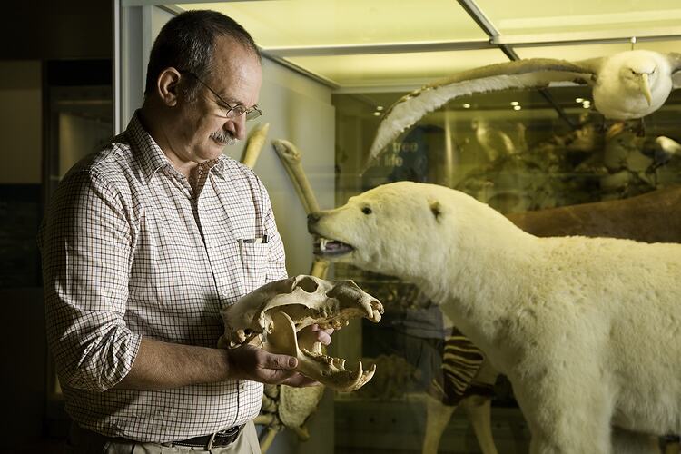 Man holding bear skull beside polar bear specimen.